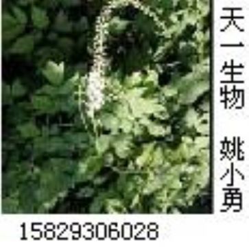 Black Cohosh Extract